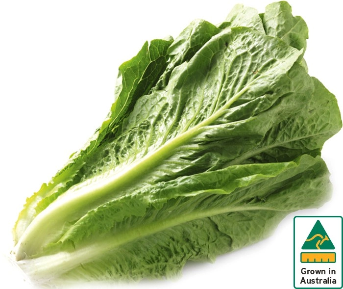 Australian Cos Lettuce Twin Pack