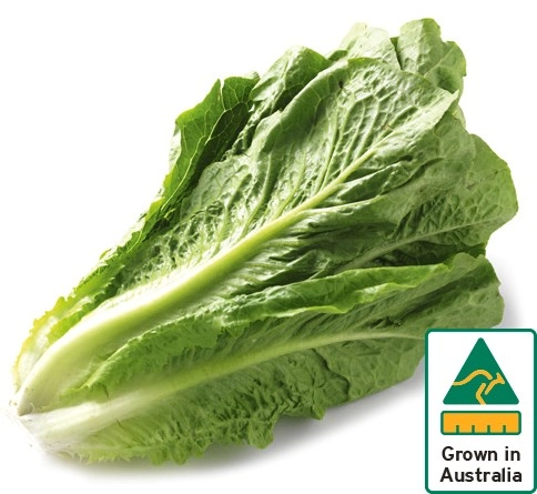 Australian Cos Lettuce Twin Pack