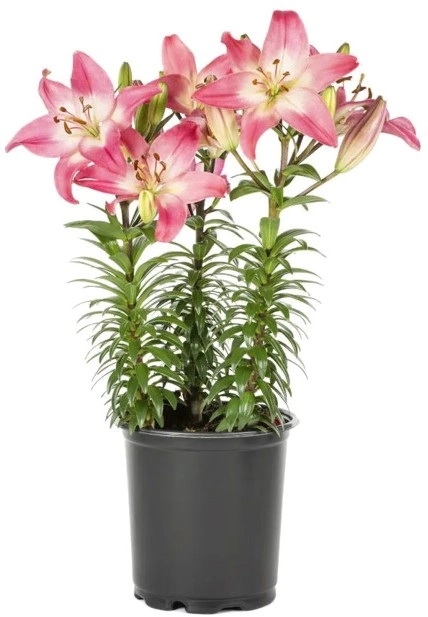 Potted Asiatic Lily