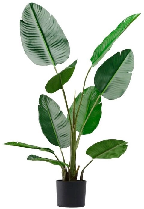 Banana Palm, Green 100cm