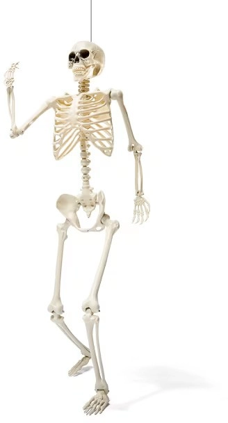 NEW Posable Skelton