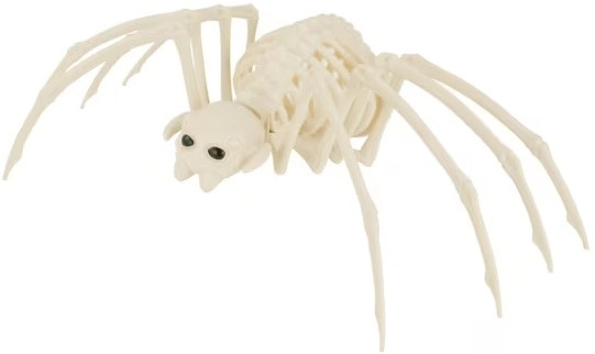 Spider Skeleton