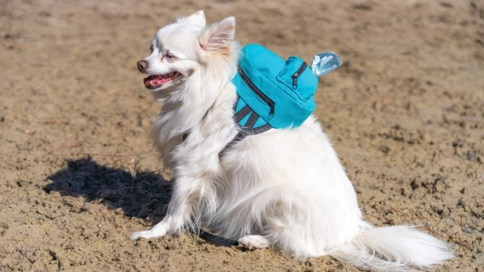 Cord Blue Dog Harness^