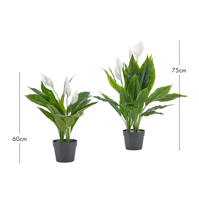 Mini Peace Lily Plant by M.U.S.E.