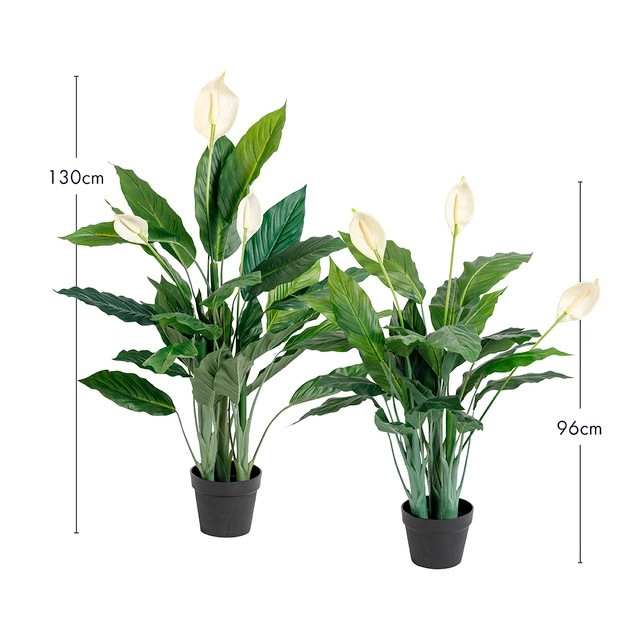 Peace Lily Plant by M.U.S.E.