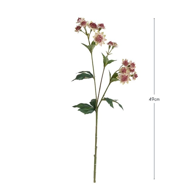 Astrantia Stem by M.U.S.E.