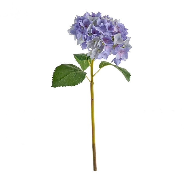 Hydrangea Stem by M.U.S.E.