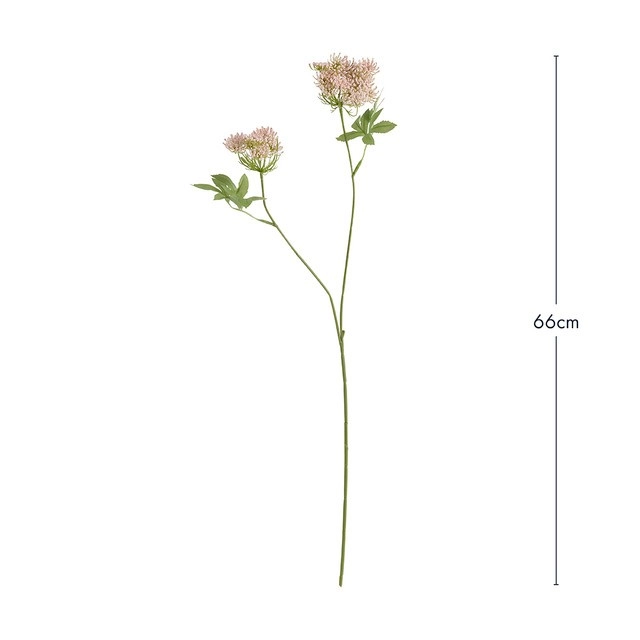 Queen Anne's Lace Stem by Habitat