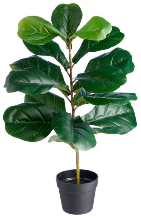 Fiddlelleaf Green 75cm