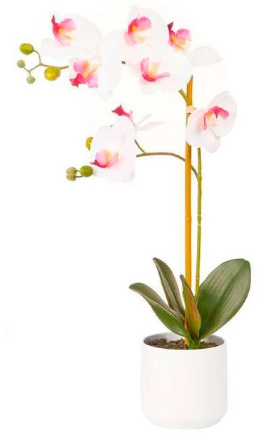 Potted Orchid White/Pink 53cm