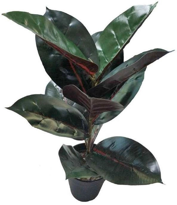 Rubber Plant Green 45cm