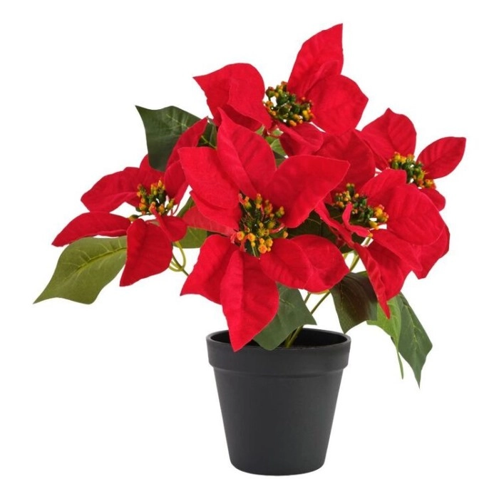 Jolly & Joy Potted Single Poinsettia Red