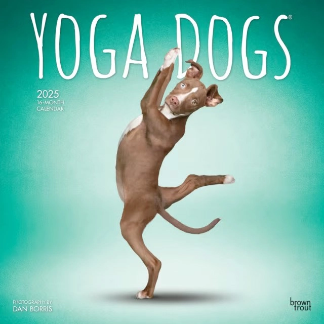 Brown Trout 2025 16-Month Calendar - Yoga Dogs