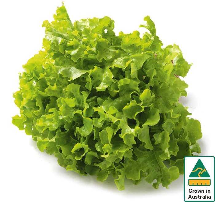 Australian Green Oak Lettuce