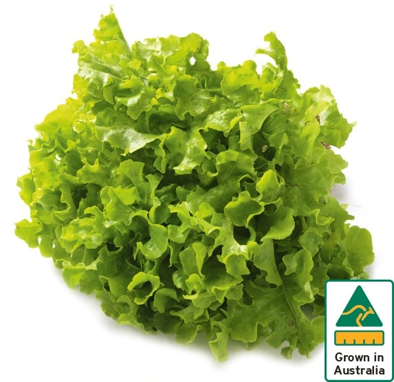 Australian Green Oak Lettuce