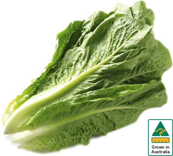 Australian Cos Lettuce Twin Pack