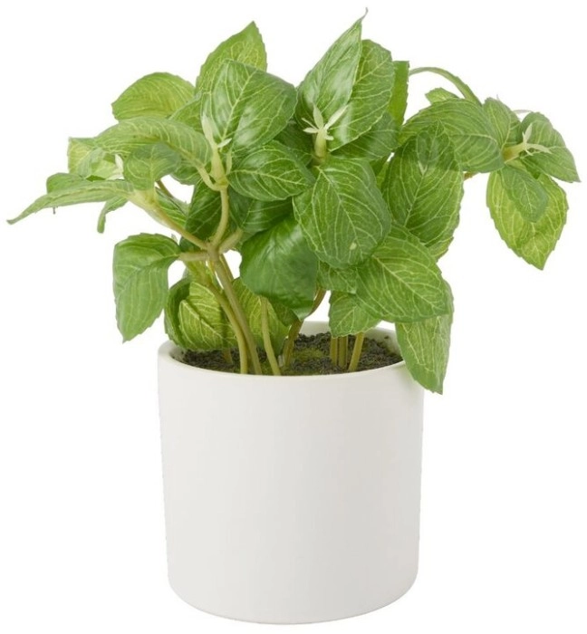 30% to 40% off Greenroom Basil in Ceramic Pot