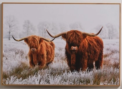 Highland Cows Wall Art