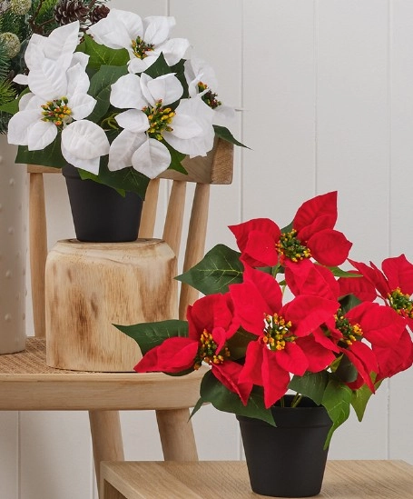 Jolly & Joy Potted Single Poinsettia Red or White