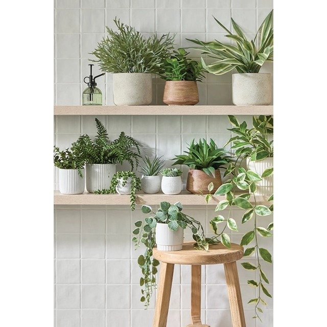 30% off All Potted Succulents