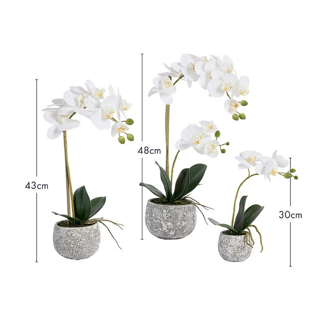 Phalaenopsis White Orchid in Pot by M.U.S.E.