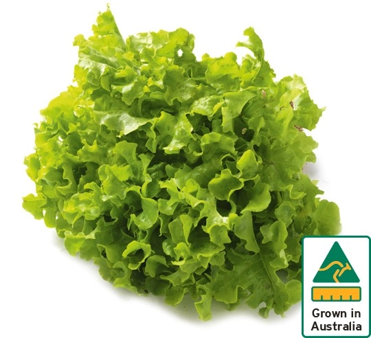 Australian Green Oak Lettuce