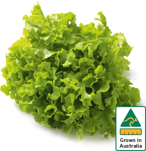 Australian Green Oak Lettuce