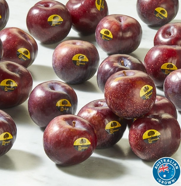 Australian Montague Tree Plums