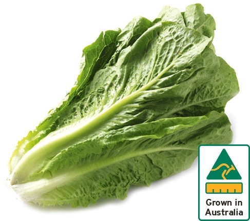 Australian Cos Lettuce Twin Pack