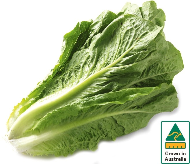 Australian Cos Lettuce Twin Pack