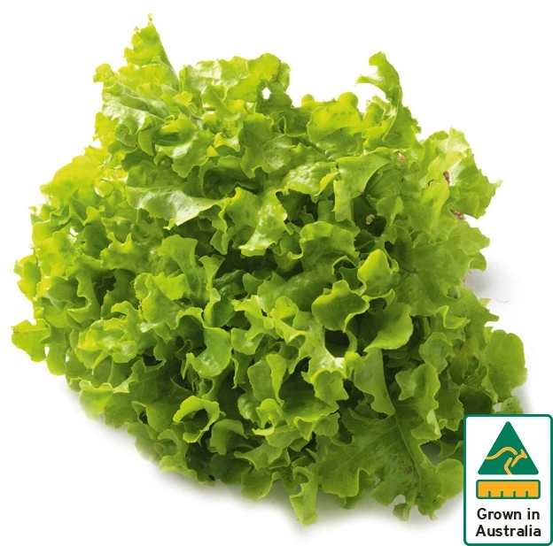 Australian Green Oak Lettuce