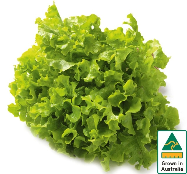 Australian Green Oak Lettuce