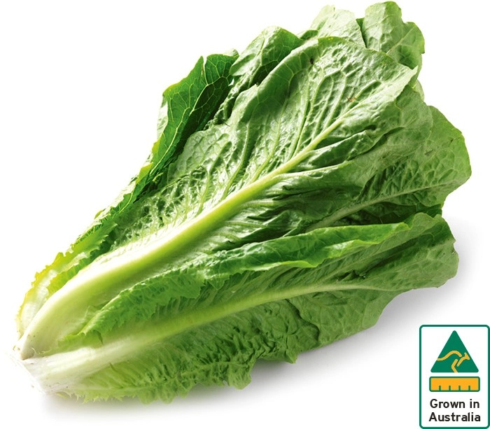 Australian Cos Lettuce Twin Pack