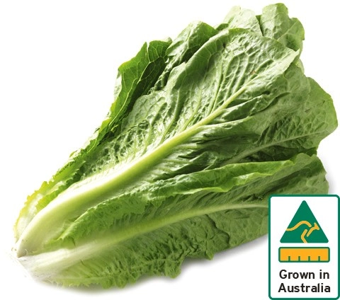 Australian Cos Lettuce Twin Pack