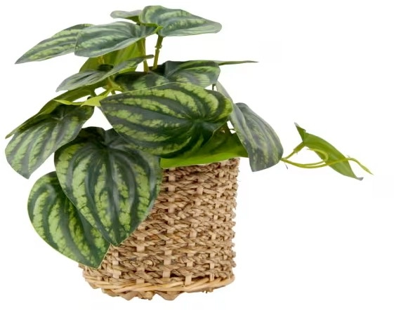 Artificial Stripe Leaf Plant in Basket