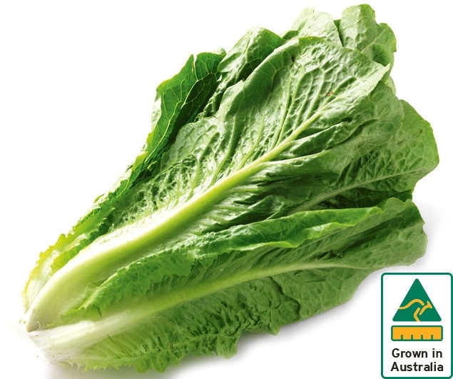 Australian Cos Lettuce Twin Pack