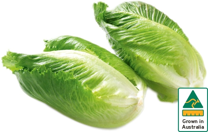 Australian Cos Lettuce Twin Pack