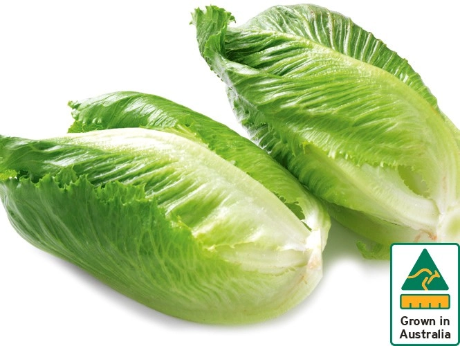 Australian Cos Lettuce Twin Pack