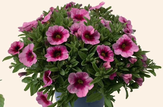 Calibrachoa Elite Pink Blast