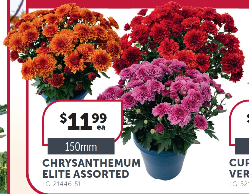 Chrysanthemum Elite Assorted