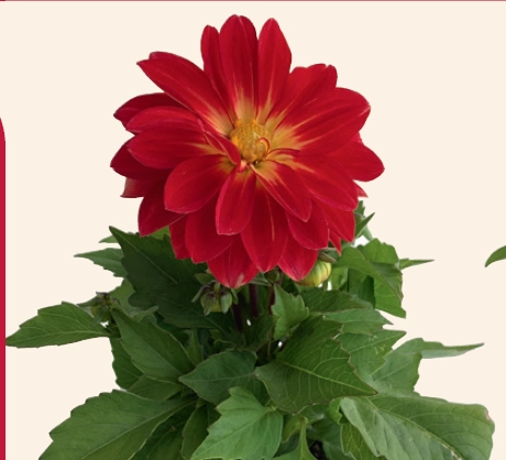 Dahlia Elite Scarlet Sunrise