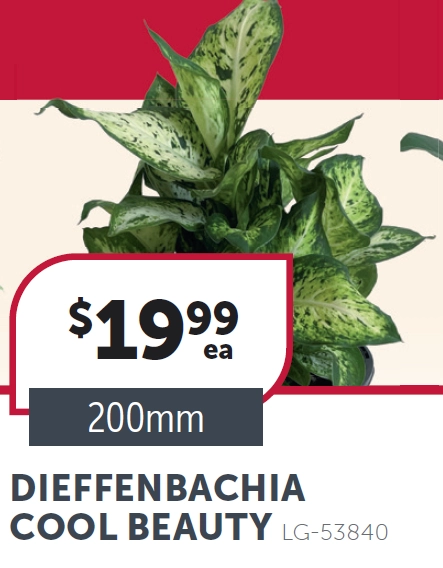 Dieffenbachia Cool Beauty