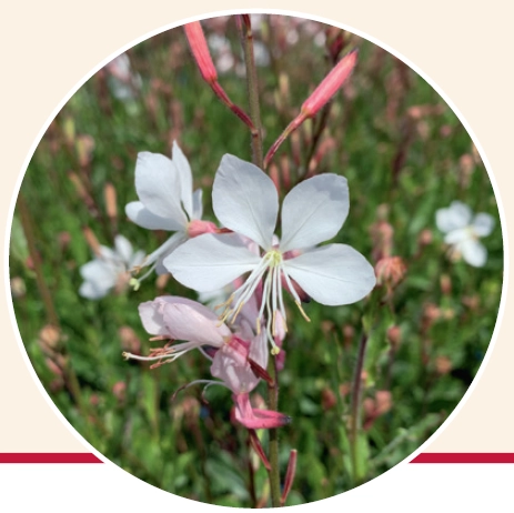 Gaura Elite White