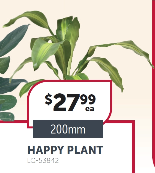 Happy Plant