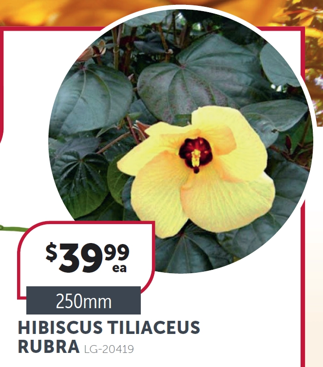 Hibiscus Tiliaceus Rubra