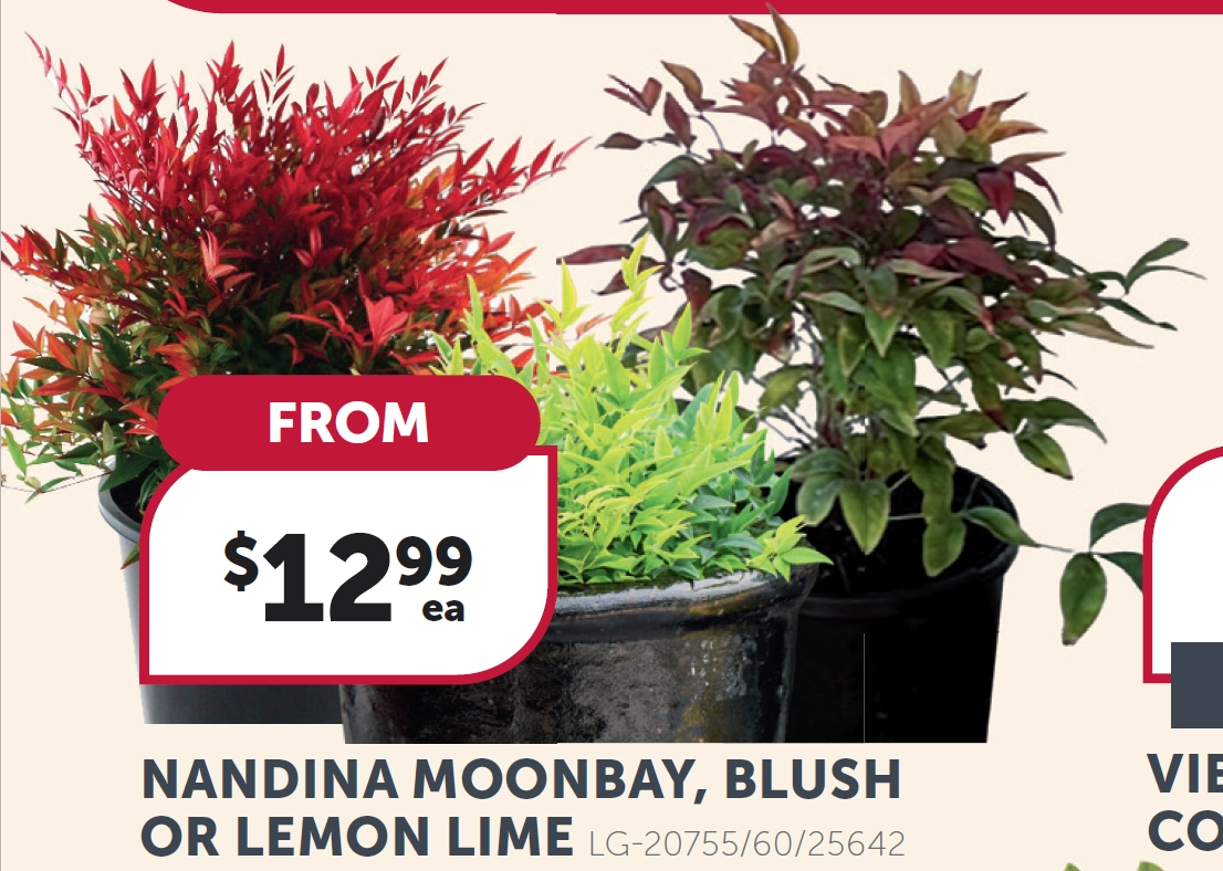 Nandina Moonbay, Blush or Lemon Lime