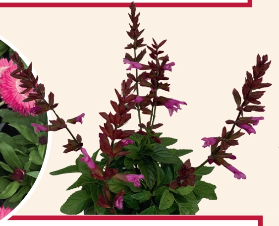 Salvia Electric Pink