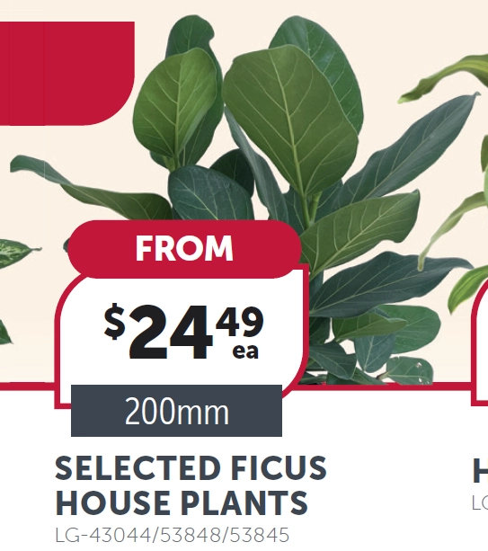 Selected Ficus House Plants