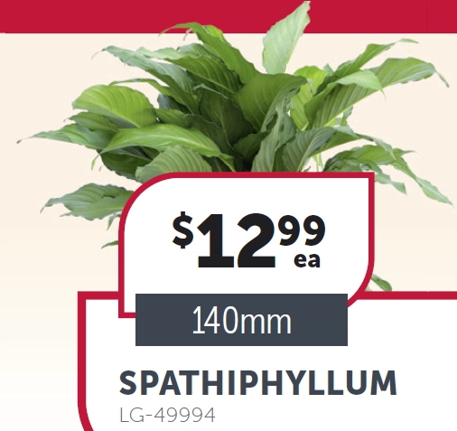 Spathiphyllum