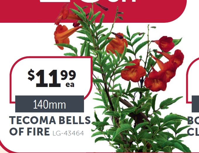 Tecoma Bells of Fire